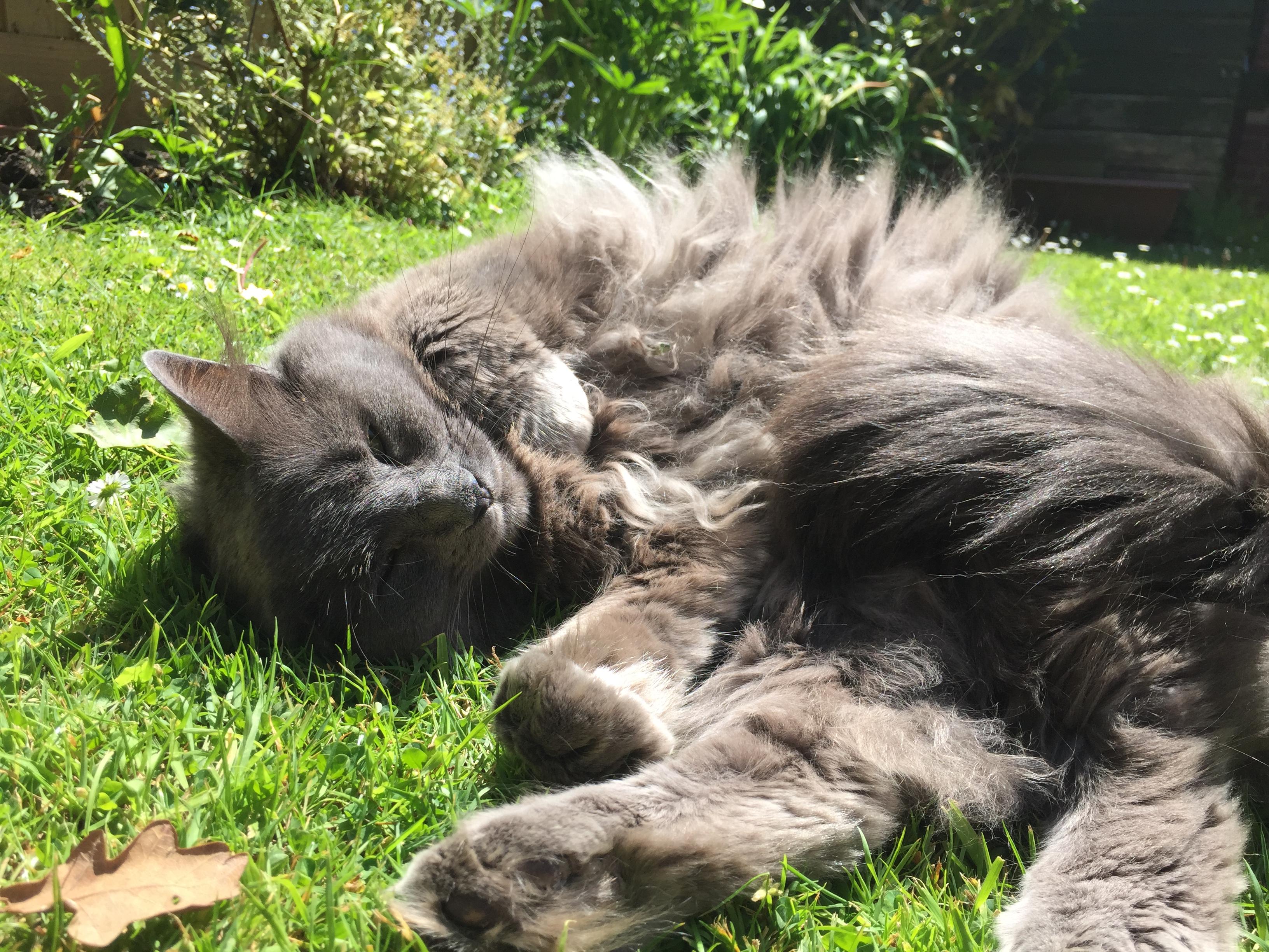 Skipper asleep in the garden