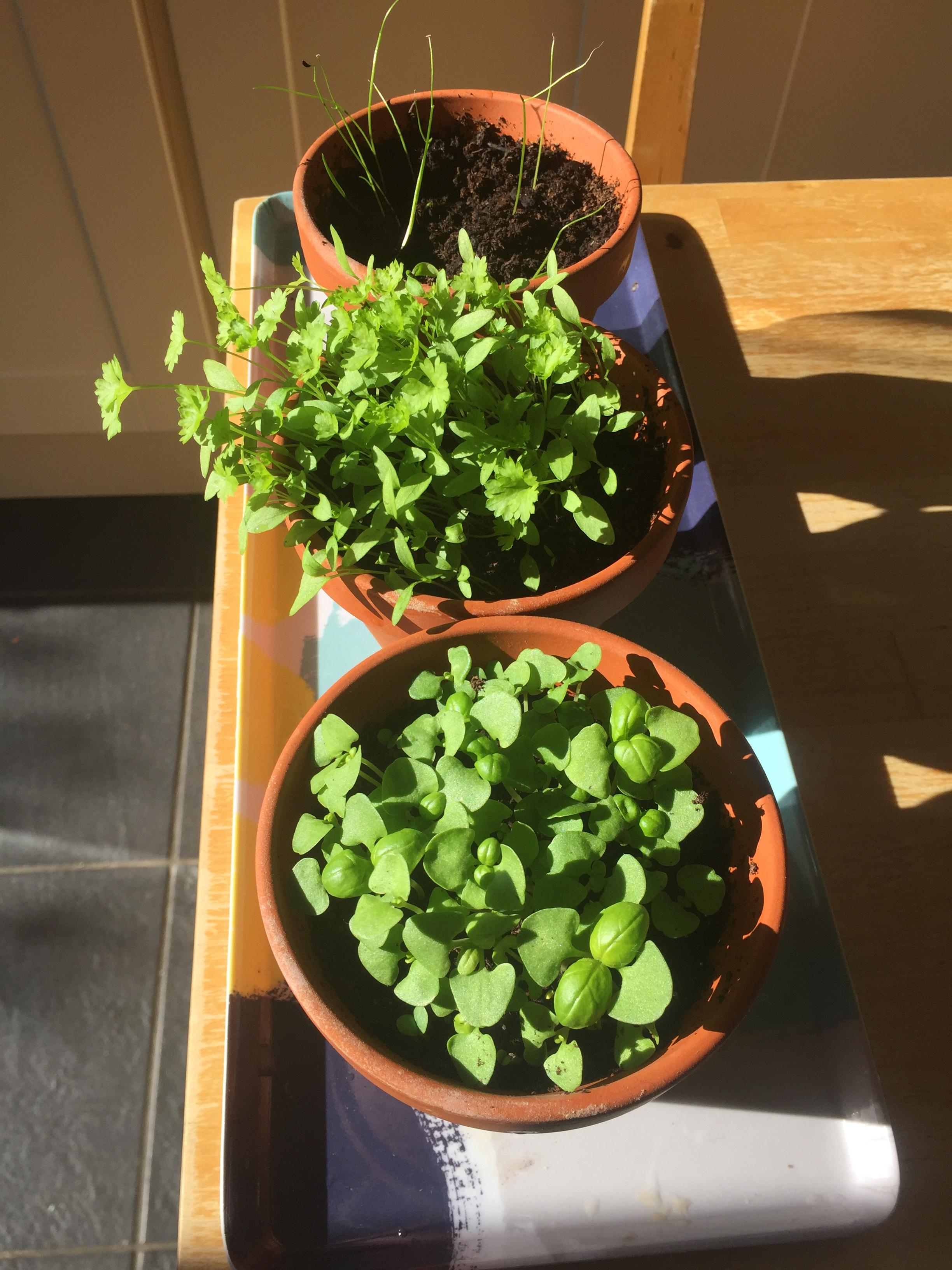 My herb seeds growing