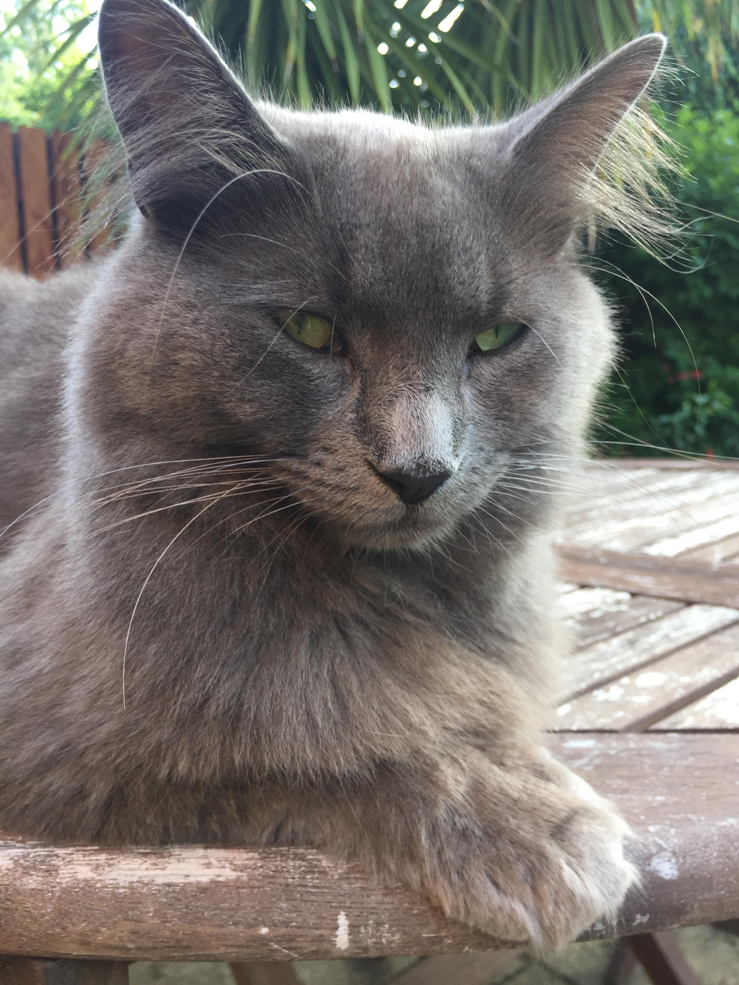 Skipper 