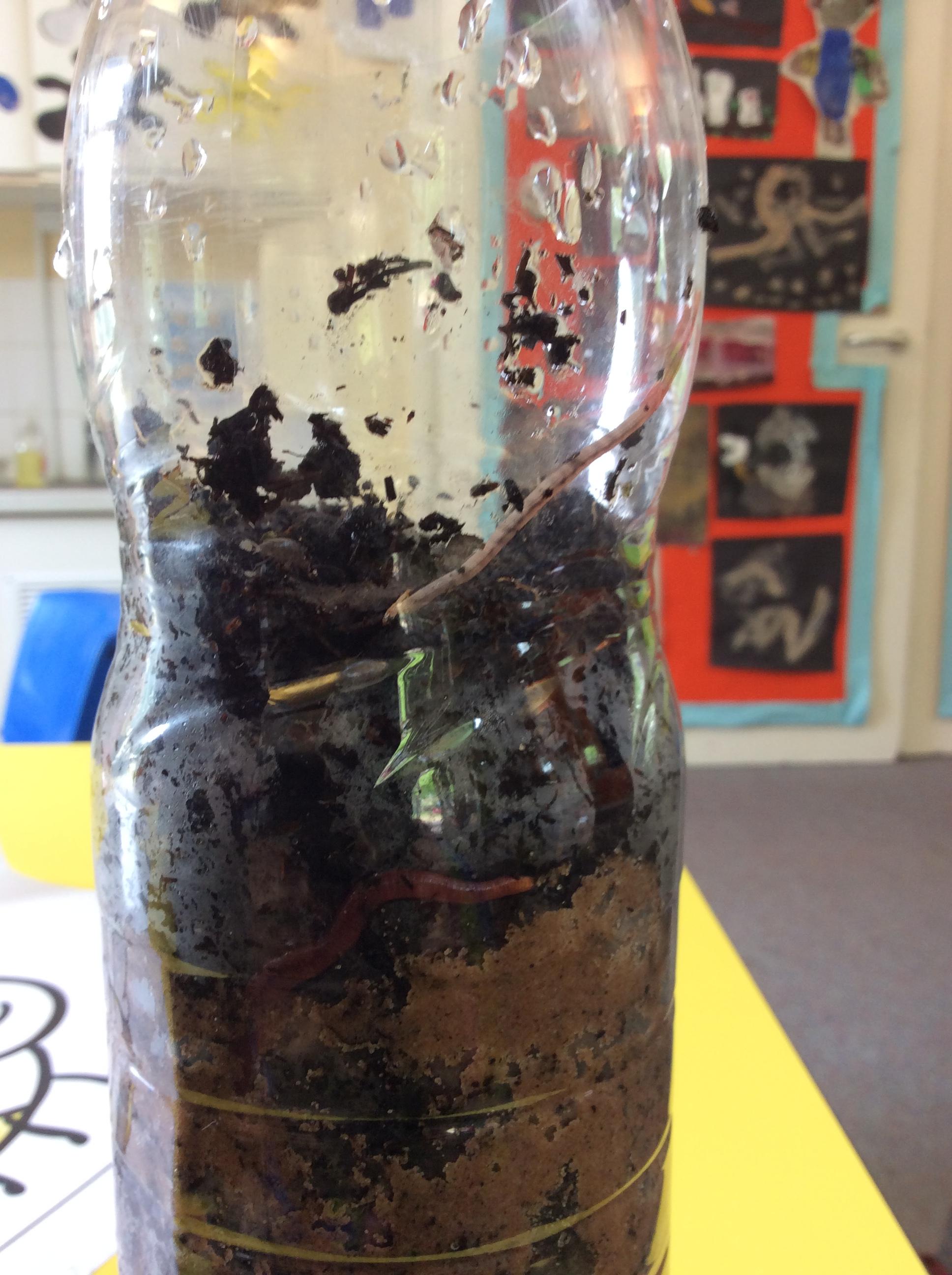 Can you see the 2 worms?