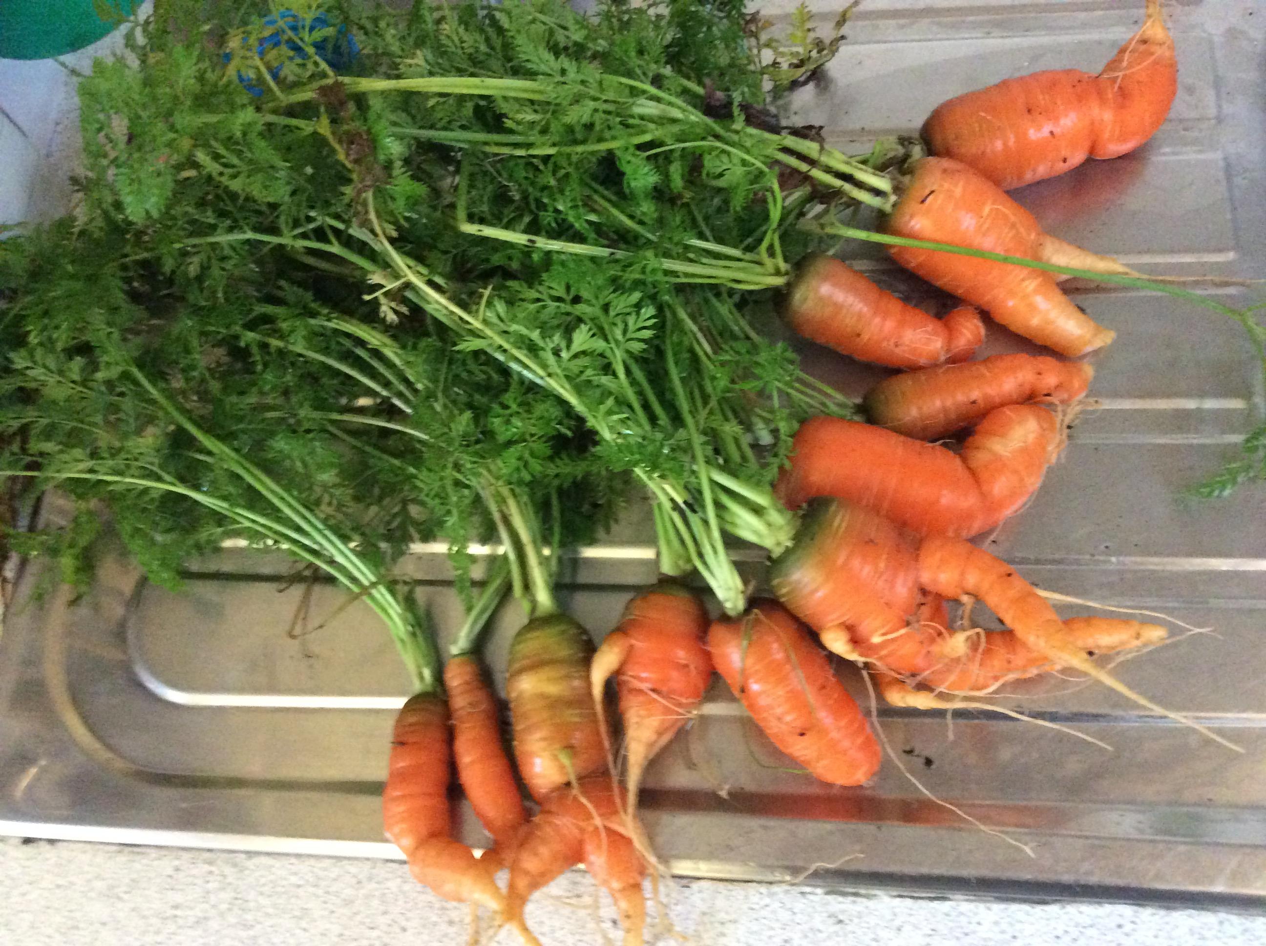 carrots pulled from the Reception garden
