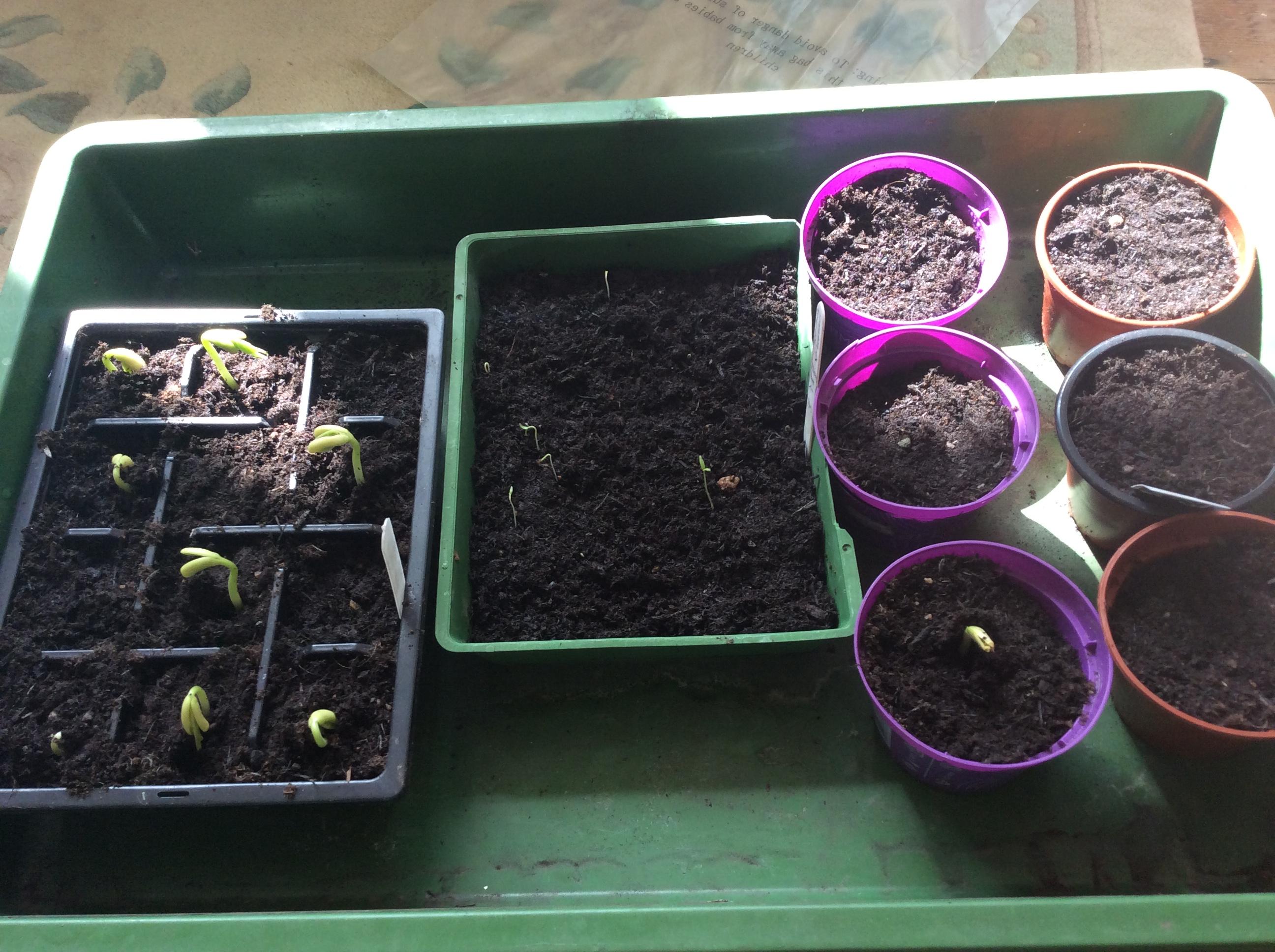 My seedlings