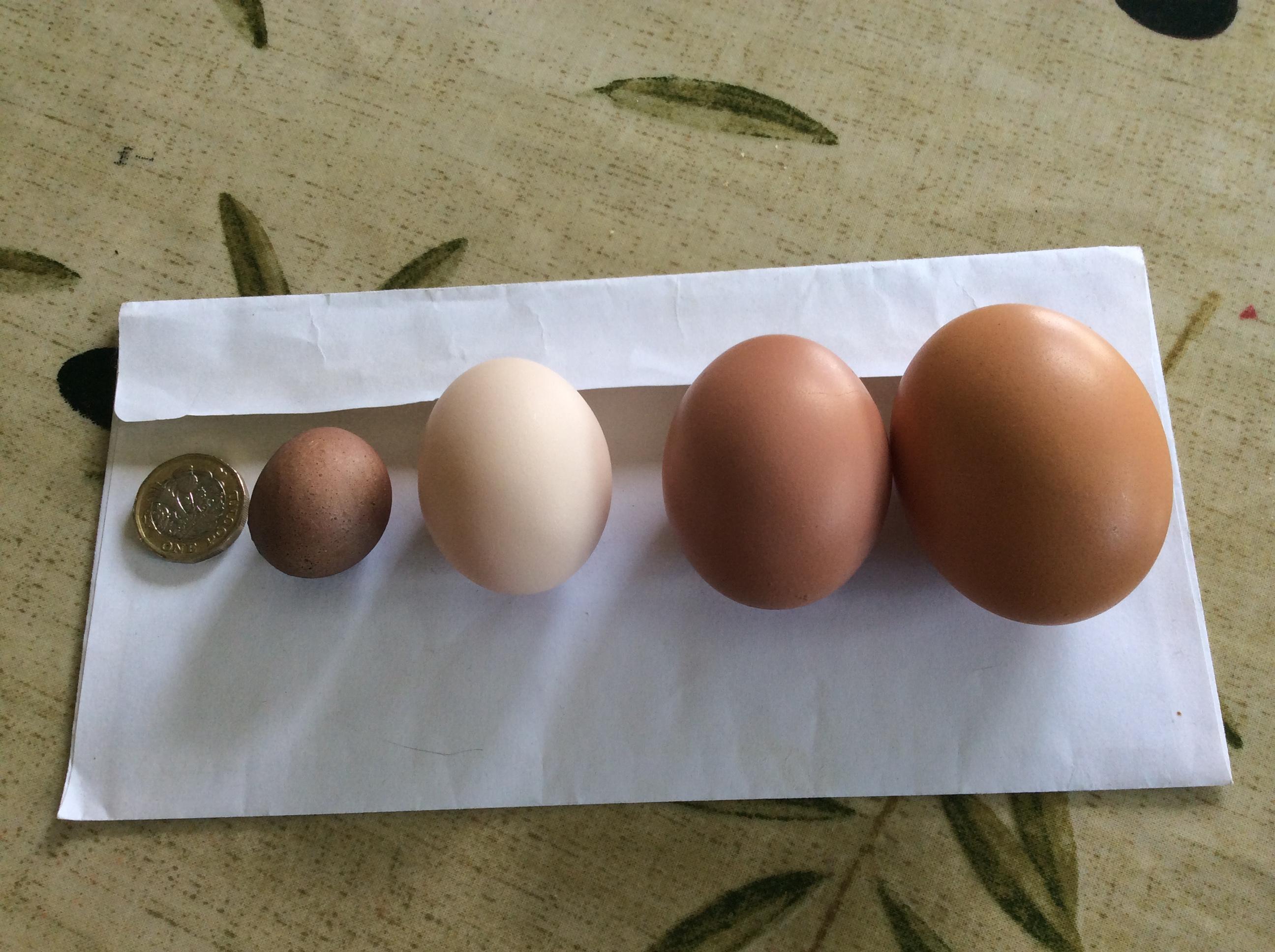 &pound;1, diddly egg, bantam egg, chicken eggs