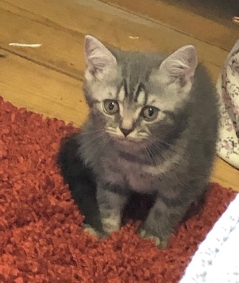 Nancy's Kitten 'Meeko'